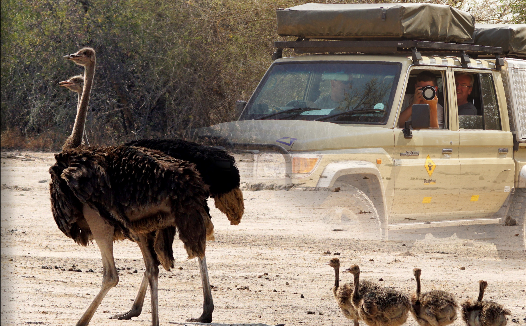 Hire a 4x4 in Kigali and self-drive to Uganda. We handle border permits, regional insurance and one-way drops for gorilla safaris.