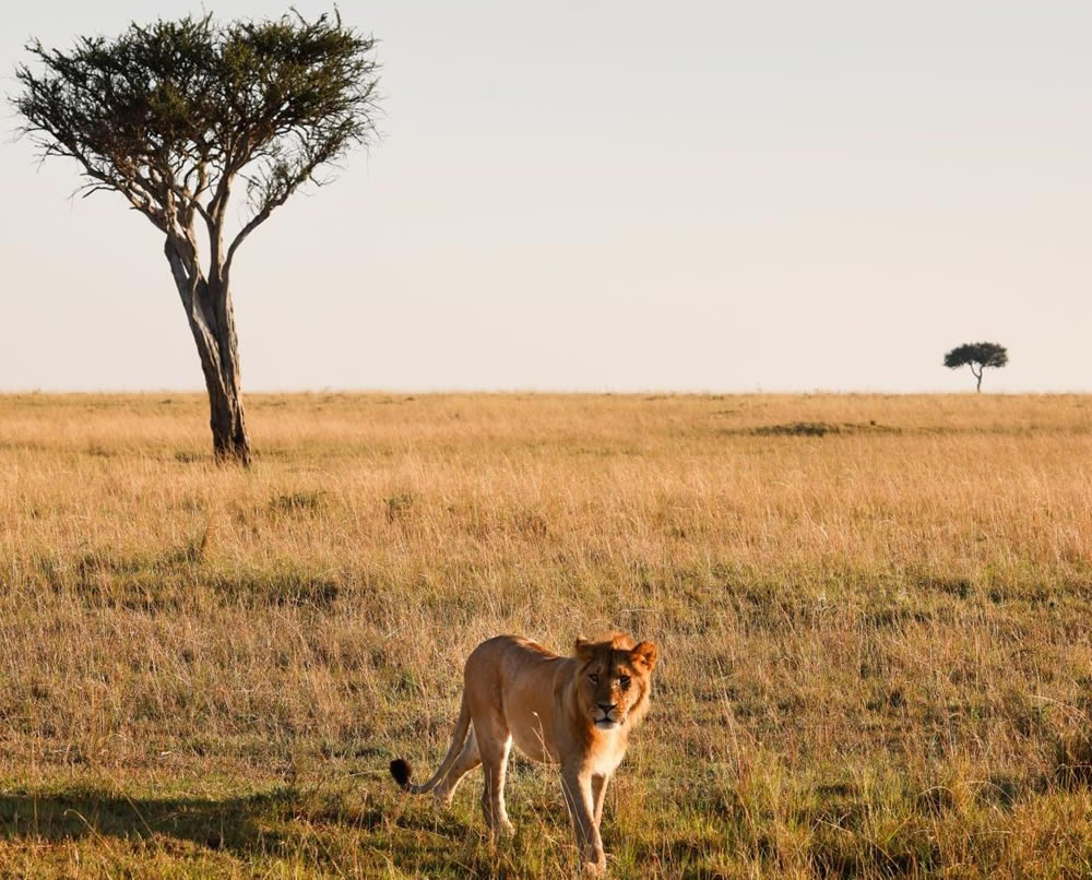 Self-drive Akagera National Park in a 4x4 from Kigali. Get tips on park rules, tracks, guides and fuel, plus reliable car hire.