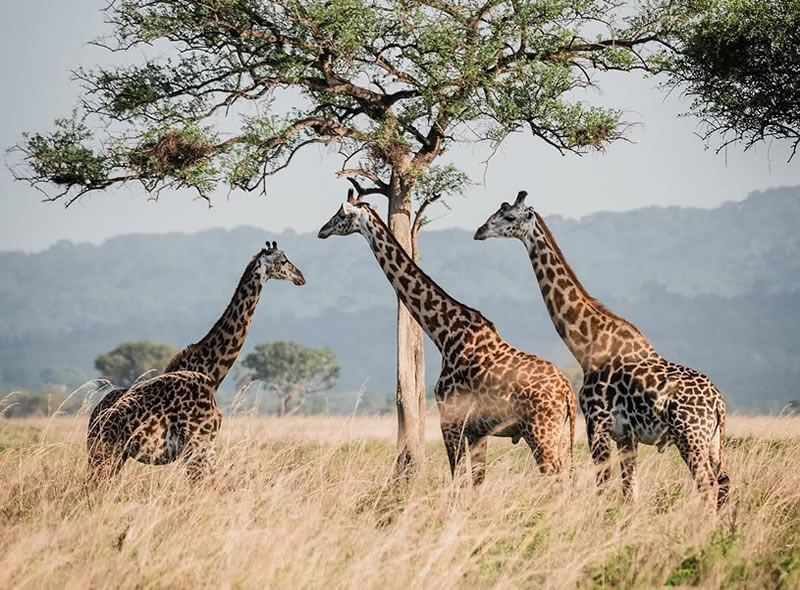 Akagera National Park