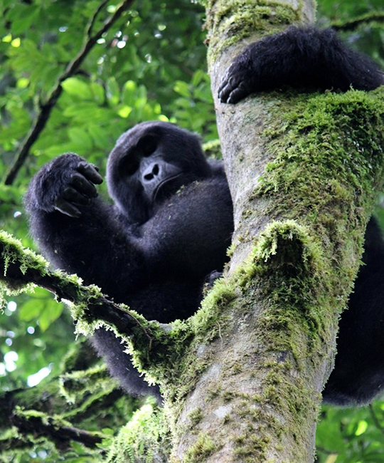 Bwindi National Park