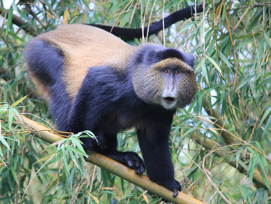 Golden Monkeys Volcanoes National Park