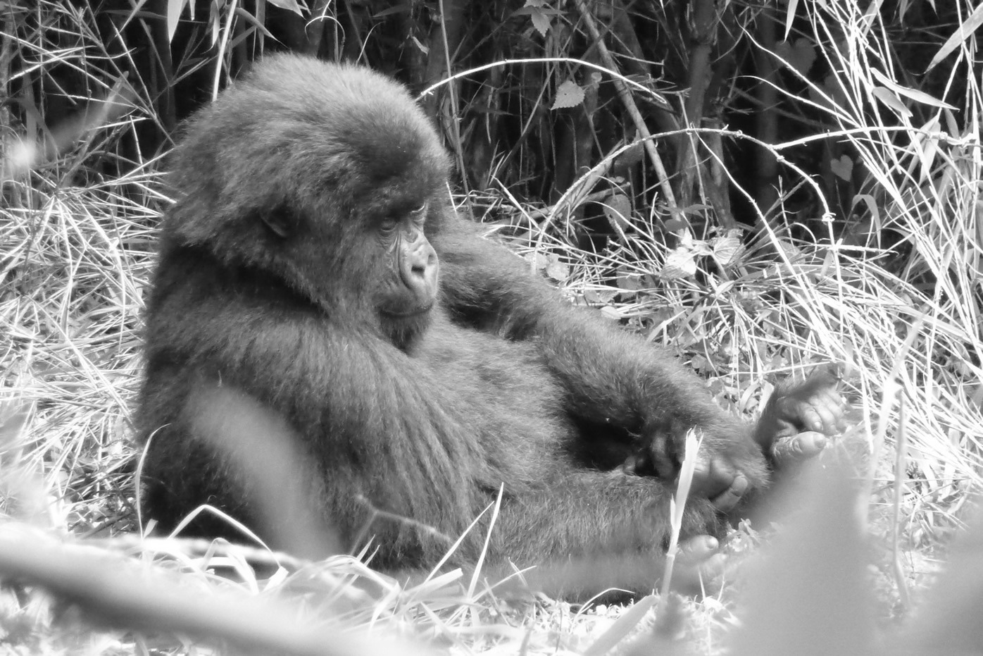 Gorilla_Tours_Africa