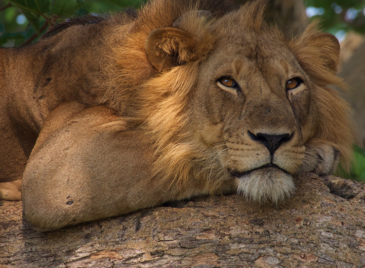 Ishasha Big Cats