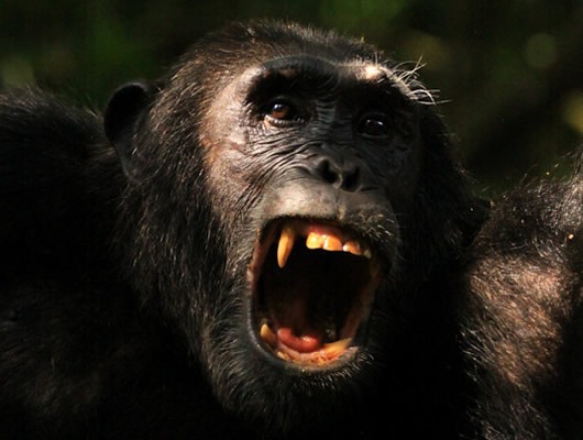 Kibale Chimpanzee Tracking