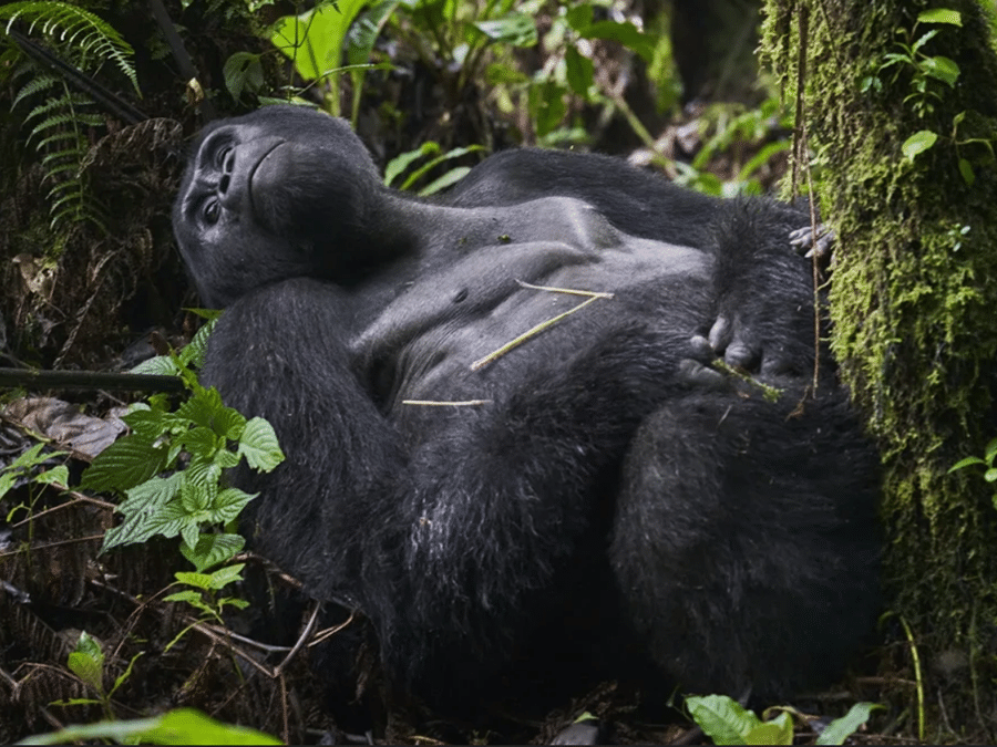 Mountain-Gorilla-Trekking Bwindi