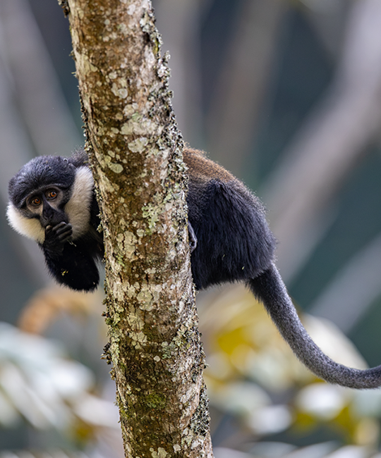 Nyungwe National Park