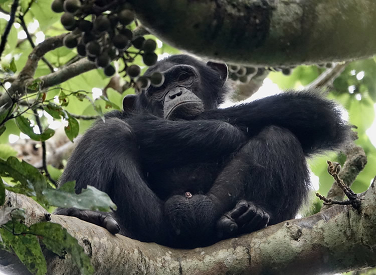 Nyungwe Primate Safaris