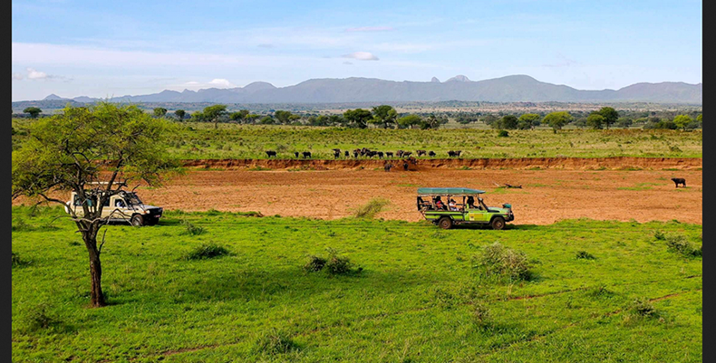 Plan a self-drive safari to Queen Elizabeth National Park from Kigali. Border routes, Ishasha tree-climbing lions, Kazinga Channel cruises and 4x4 rental options.
