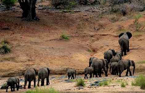 Game drives in QENP
