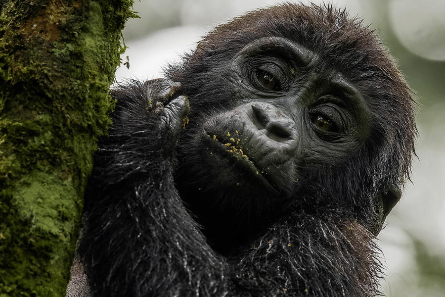 Book gorilla trekking safaris in Rwanda and Uganda, from 1-day Bwindi treks to 14-day primate tours. Self-drive 4x4 or guided. Get a free quote