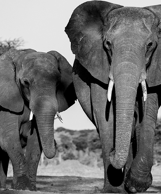 Akagera National Park