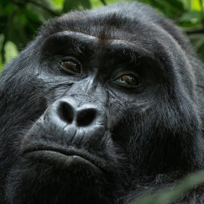 Is a Gorilla Trekking Safari Worth the Money