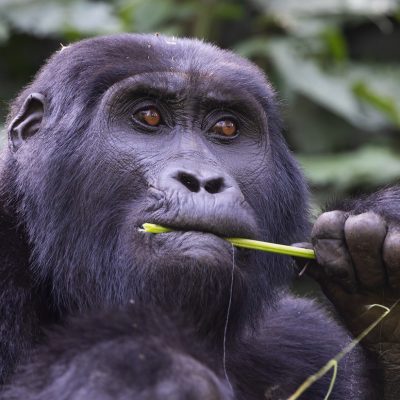 Seeing mountain gorillas is usually a once-in-a-lifetime trip. But an hour with a gorilla family, however moving, takes up a single morning.