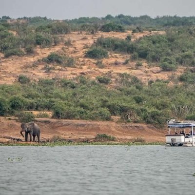 Gorillas and Game Drives: Pairing Mountain Gorillas with a Classic Safari