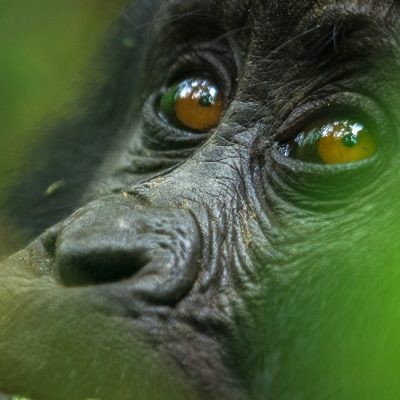 Photography Tips for Low-Light Forest Conditions During Gorilla Trekking